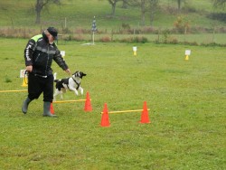 "Rally Obedience Light"