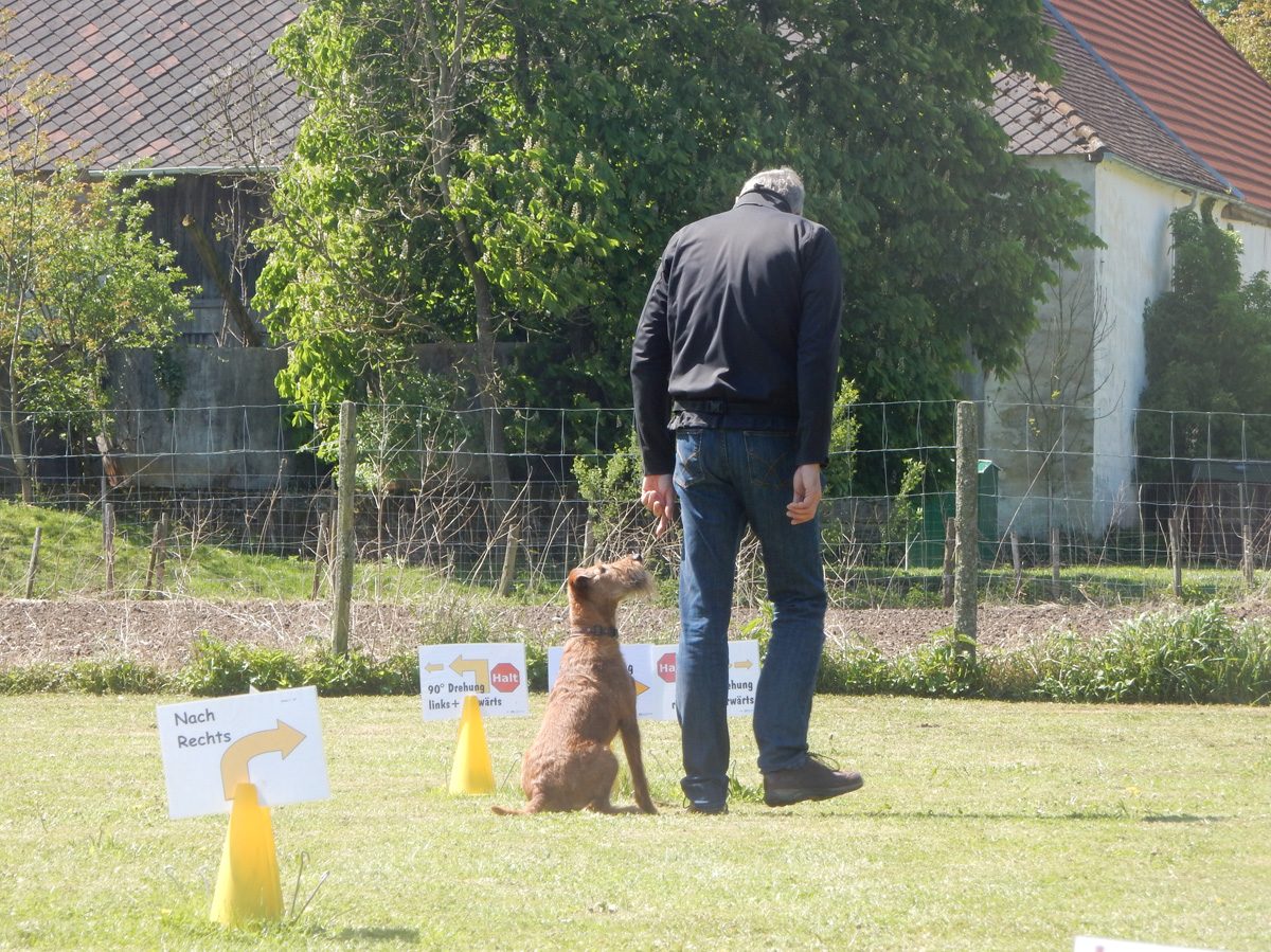 Rally Obedience-Staffel bei perfektem Frühlinswetter