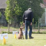 Rally Obedience-Staffel bei perfektem Frühlinswetter