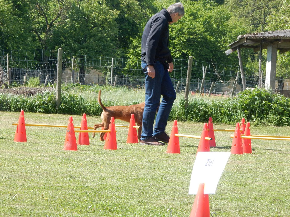 Rally Obedience-Staffel bei perfektem Frühlinswetter