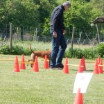 Rally Obedience-Staffel bei perfektem Frühlinswetter