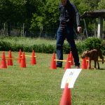 Rally Obedience-Staffel bei perfektem Frühlinswetter
