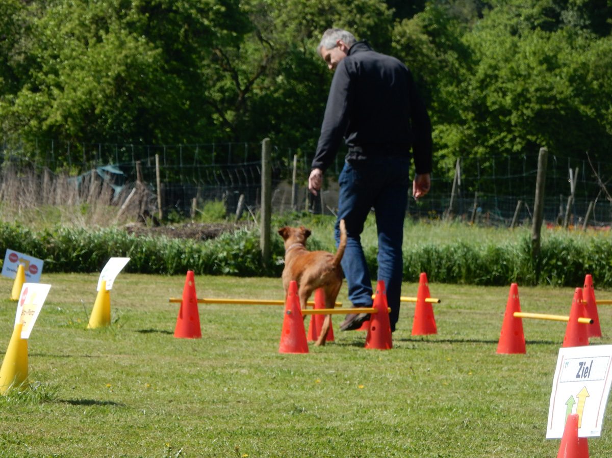 Rally Obedience-Staffel bei perfektem Frühlinswetter