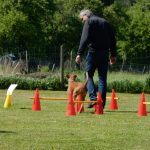Rally Obedience-Staffel bei perfektem Frühlinswetter