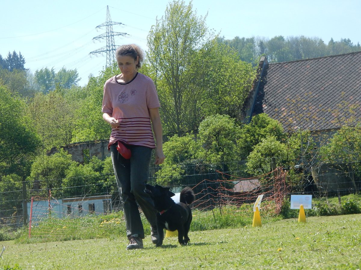 Rally Obedience-Staffel bei perfektem Frühlinswetter