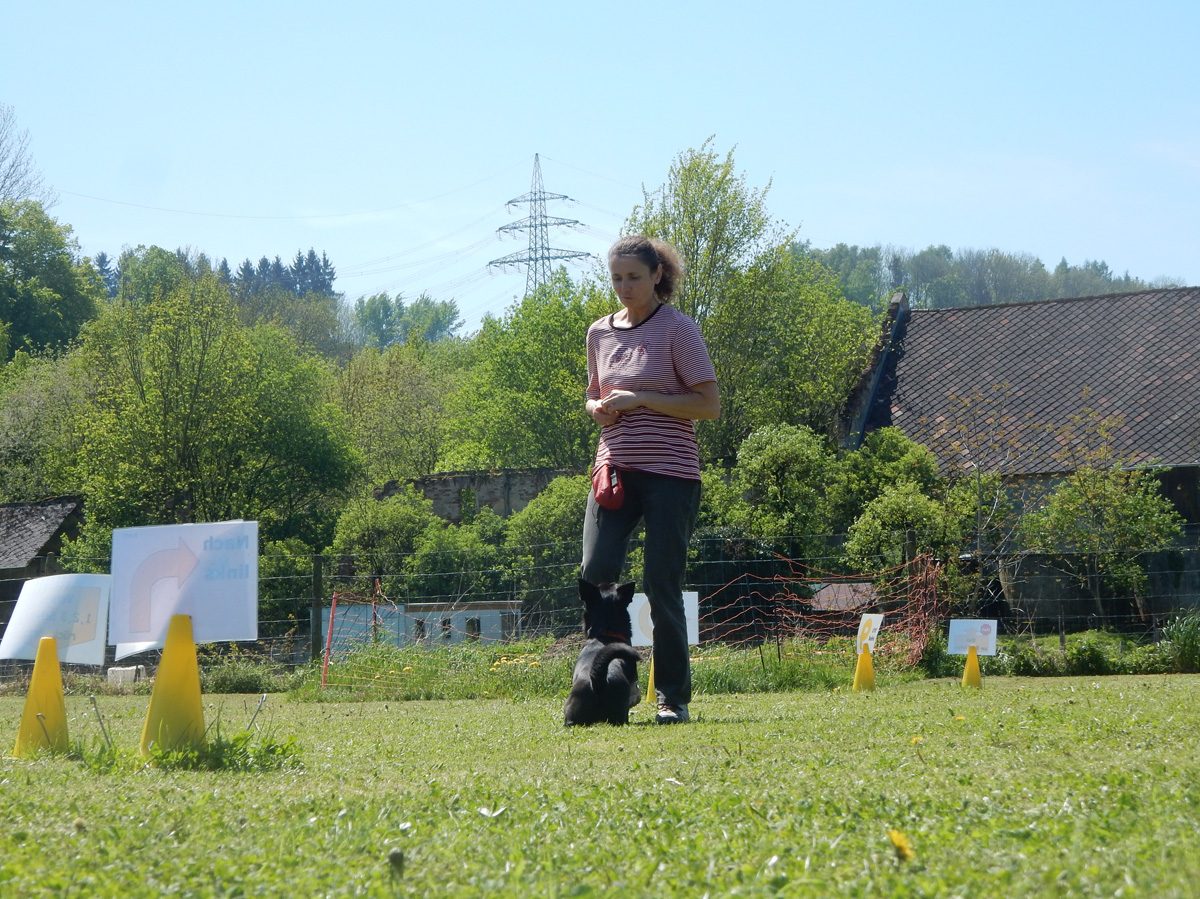 Rally Obedience-Staffel bei perfektem Frühlinswetter