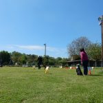 Rally Obedience-Staffel bei perfektem Frühlinswetter