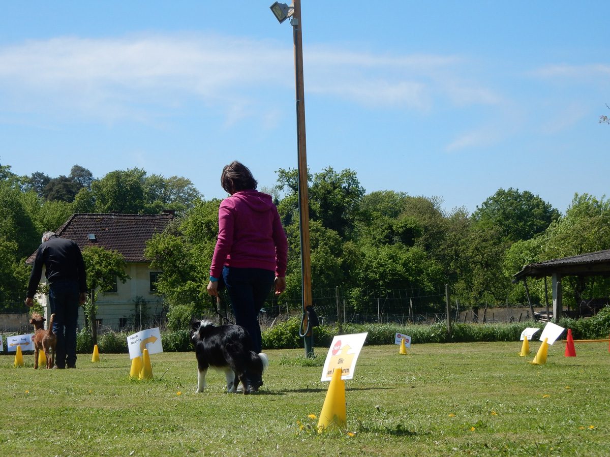 Rally Obedience-Staffel bei perfektem Frühlinswetter