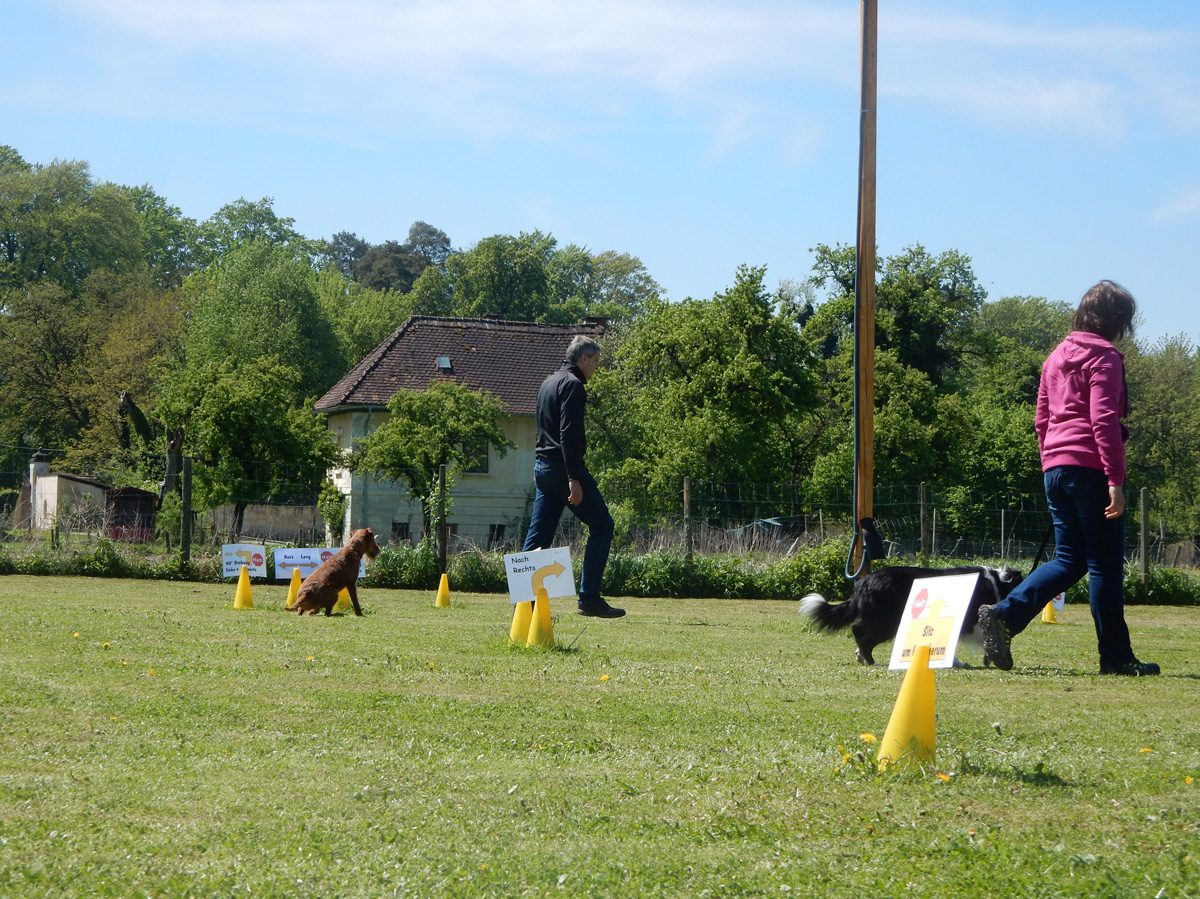 Rally Obedience-Staffel bei perfektem Frühlinswetter