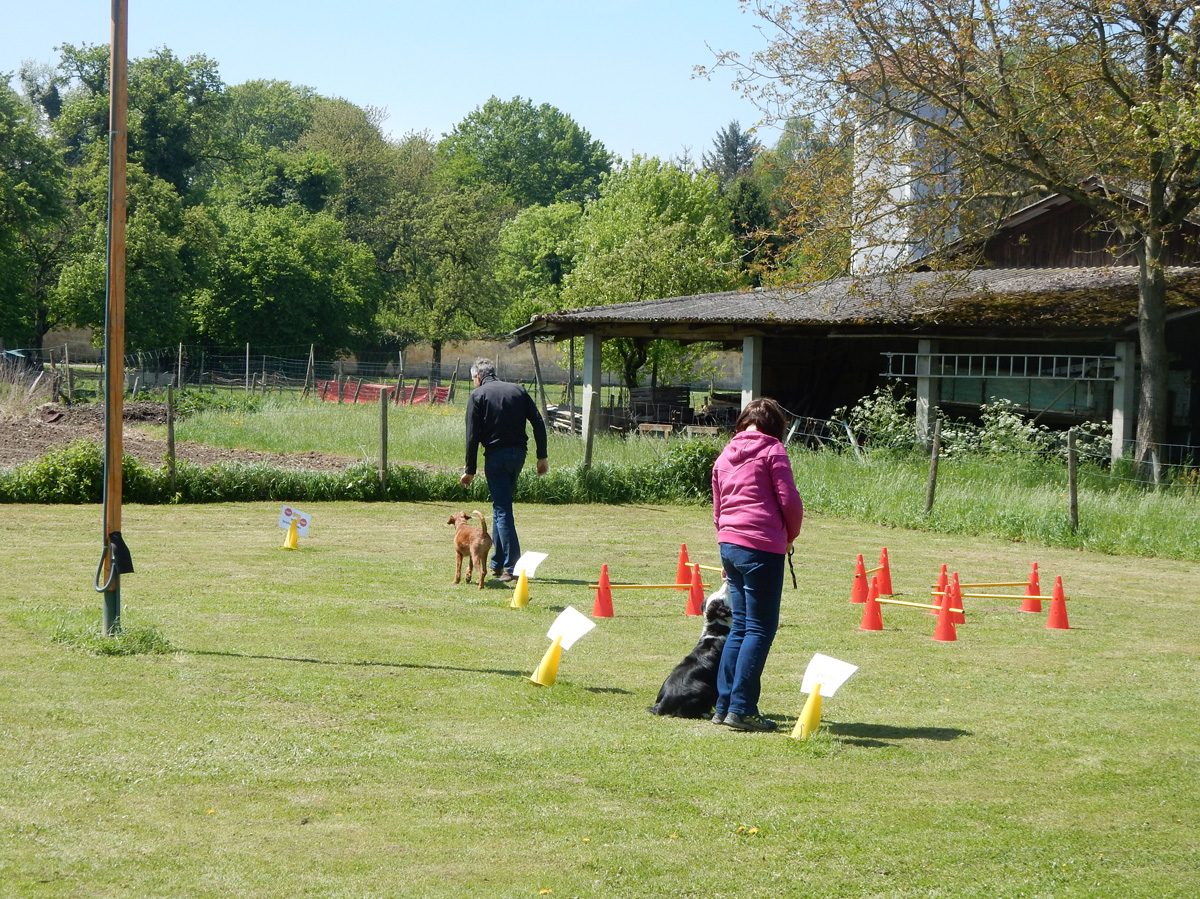 Rally Obedience-Staffel bei perfektem Frühlinswetter