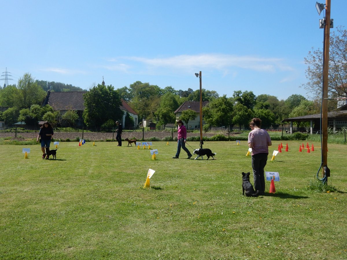 Rally Obedience-Staffel bei perfektem Frühlinswetter