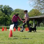 Rally Obedience-Staffel bei perfektem Frühlinswetter
