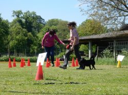 Rally Obedience-Staffel bei perfektem Frühlinswetter