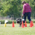 Rally Obedience-Staffel bei perfektem Frühlinswetter