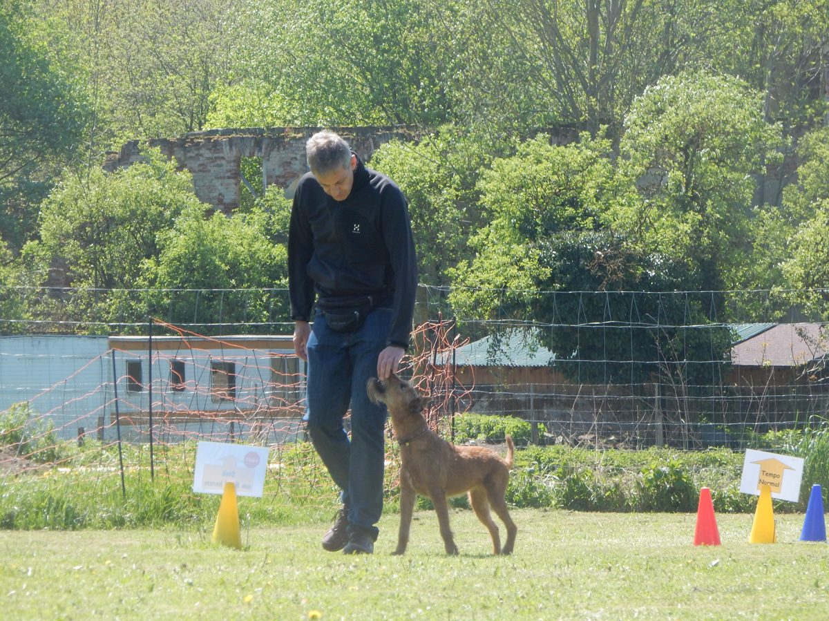 Rally Obedience-Staffel bei perfektem Frühlinswetter