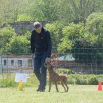Rally Obedience-Staffel bei perfektem Frühlinswetter