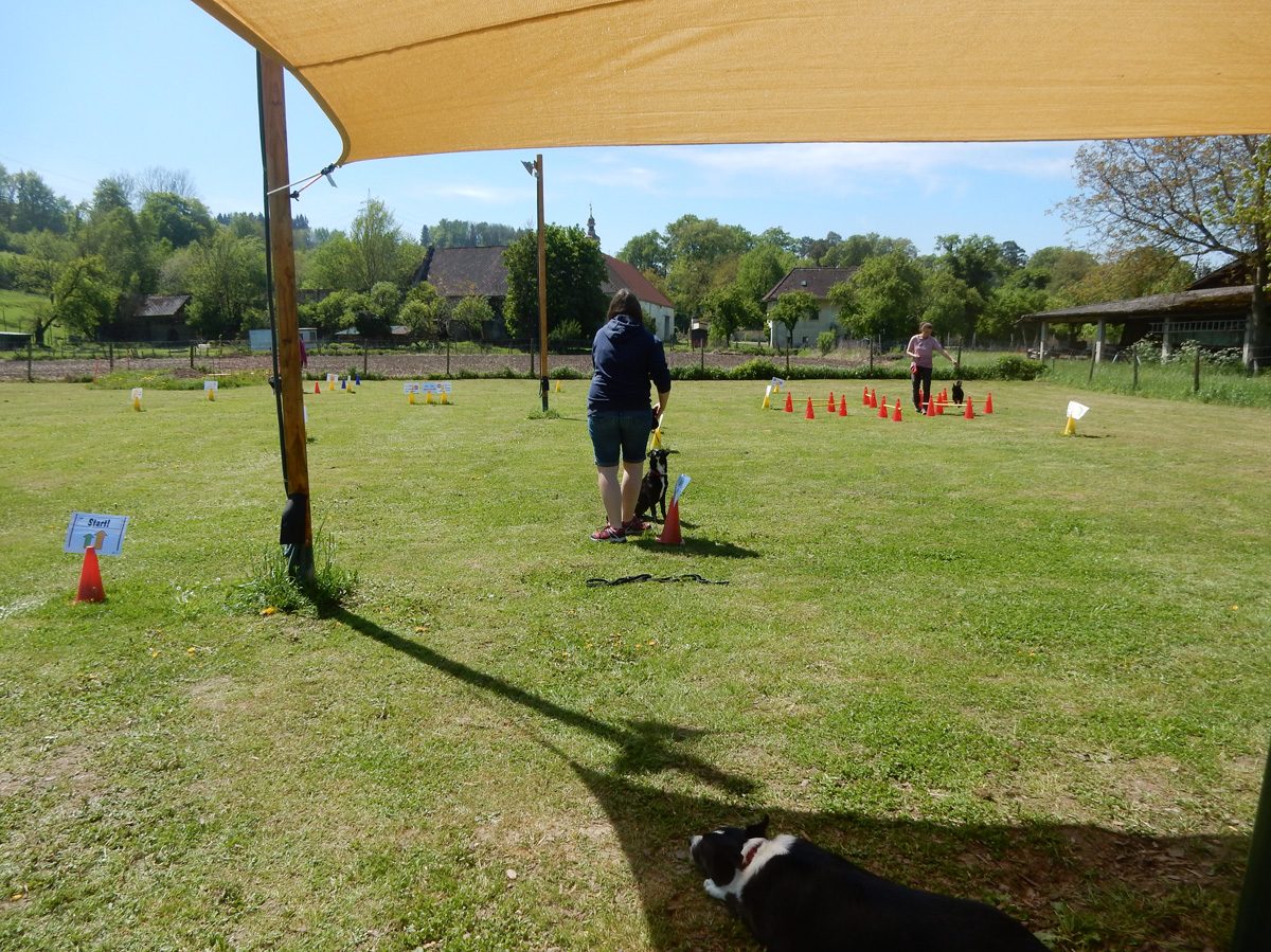Rally Obedience-Staffel bei perfektem Frühlinswetter