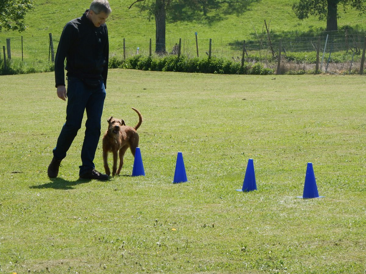 Rally Obedience-Staffel bei perfektem Frühlinswetter