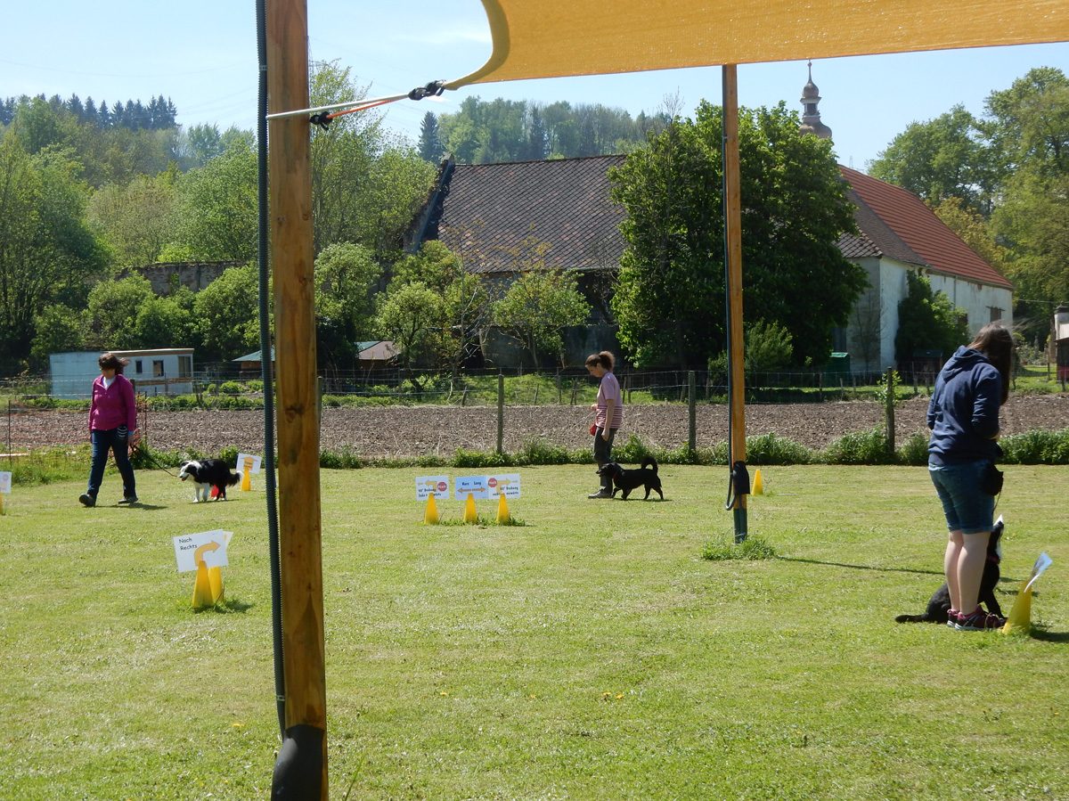 Rally Obedience-Staffel bei perfektem Frühlinswetter