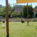 Rally Obedience-Staffel bei perfektem Frühlinswetter