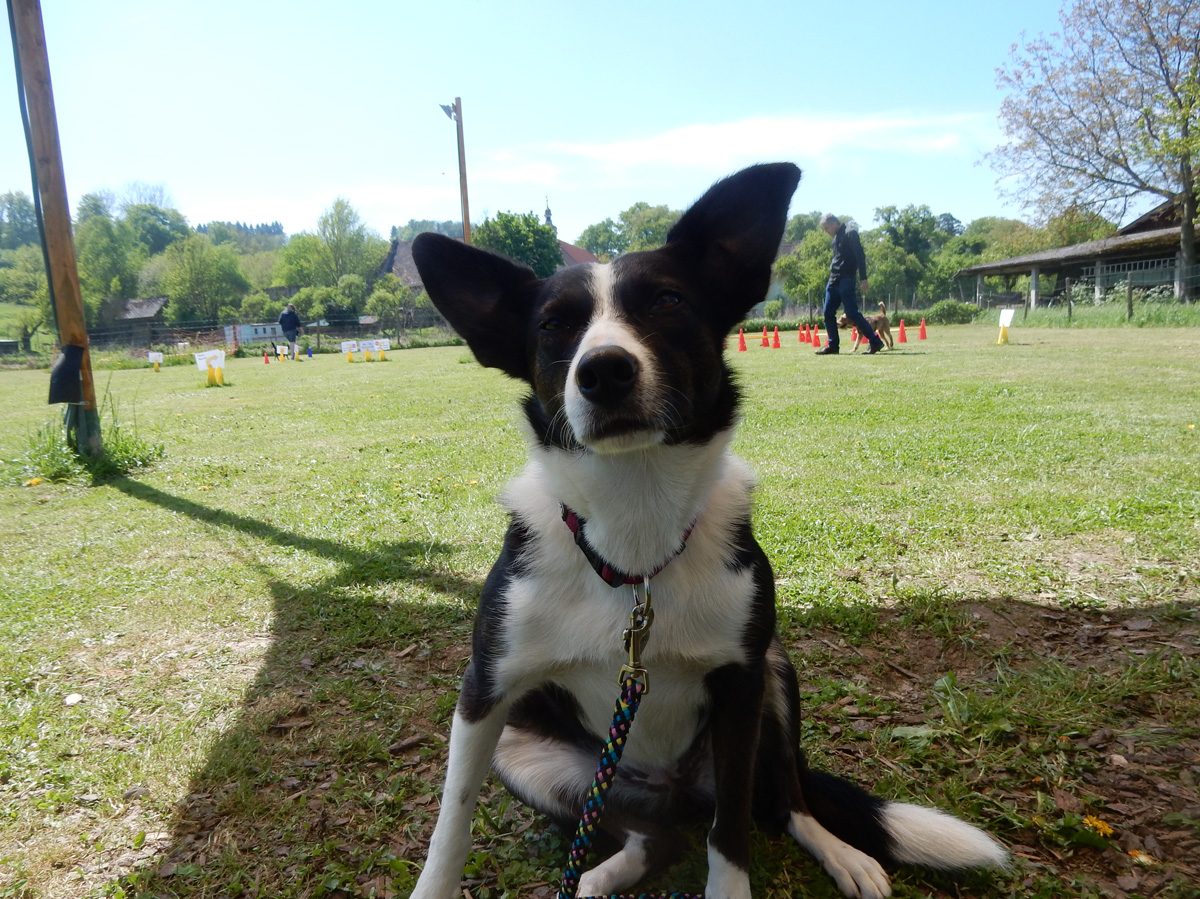 Rally Obedience-Staffel bei perfektem Frühlinswetter
