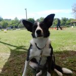 Rally Obedience-Staffel bei perfektem Frühlinswetter