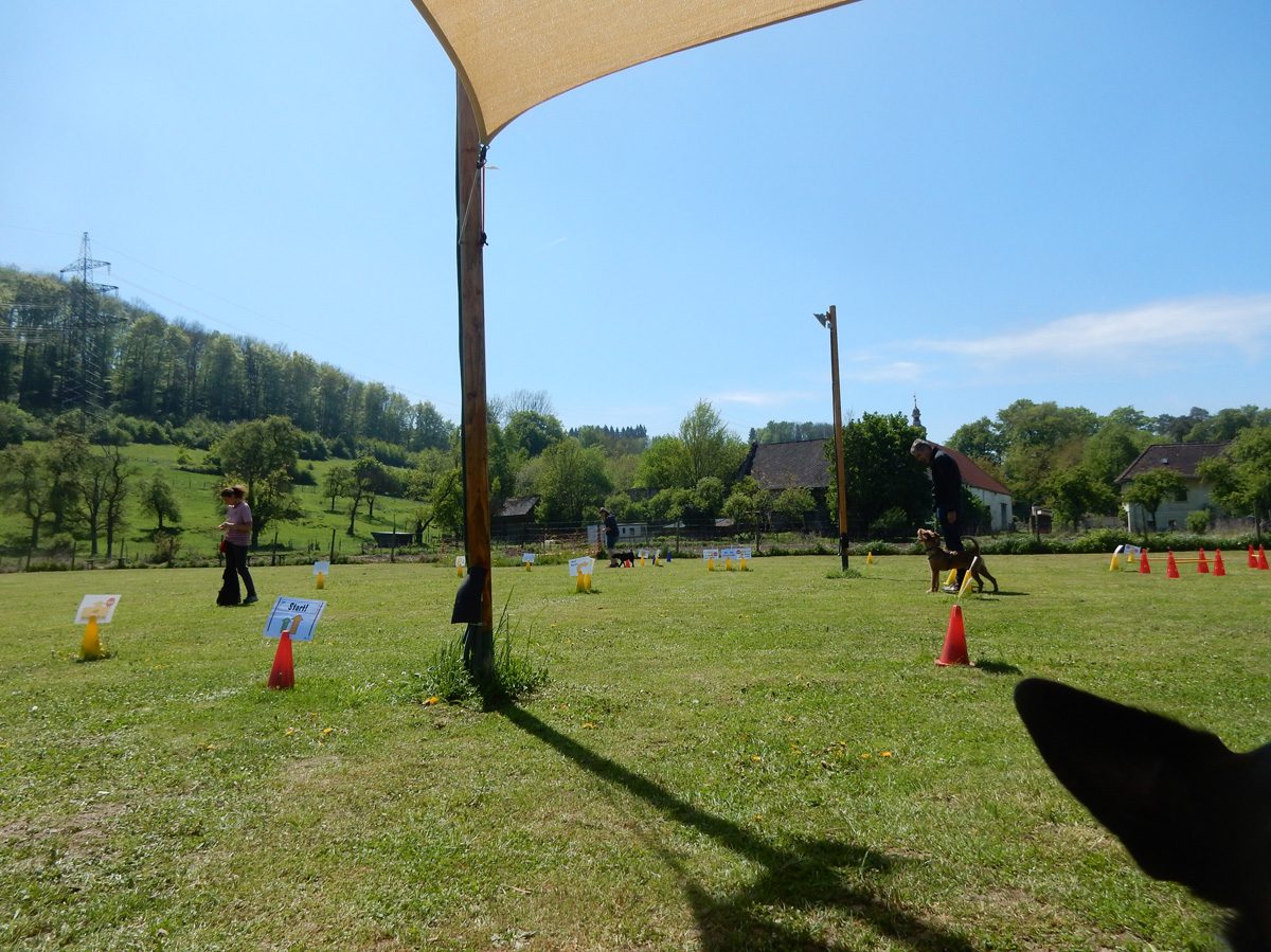 Rally Obedience-Staffel bei perfektem Frühlinswetter