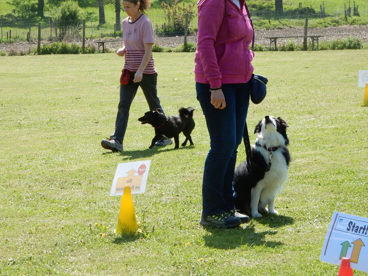 Rally Obedience-Staffel bei perfektem Frühlinswetter