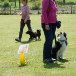 Rally Obedience-Staffel bei perfektem Frühlinswetter