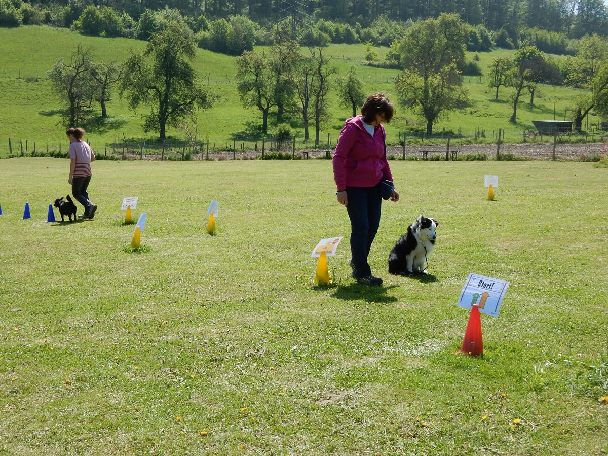 Rally Obedience-Staffel bei perfektem Frühlinswetter