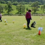 Rally Obedience-Staffel bei perfektem Frühlinswetter