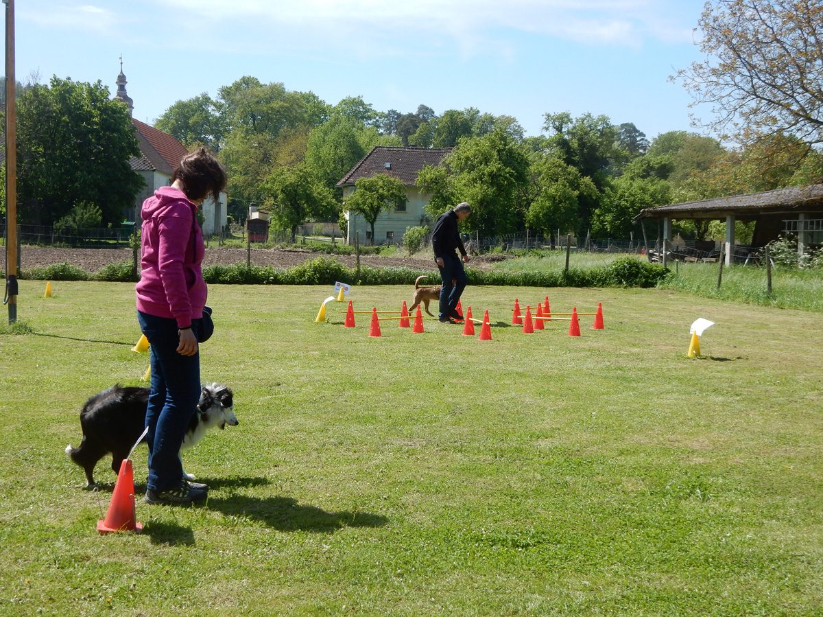 Rally Obedience-Staffel bei perfektem Frühlinswetter