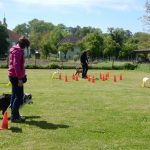 Rally Obedience-Staffel bei perfektem Frühlinswetter