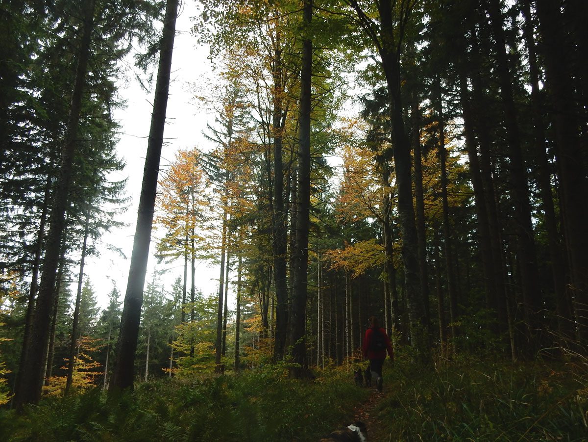 Am Geierkogel