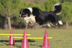 Hundeschule [bei] Steyr - Kursprogramm