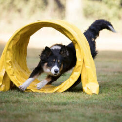 Agility in der Hundeschule [bei] Steyr