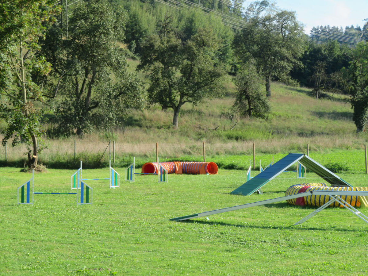 Agility in der Hundeschule [bei] Steyr