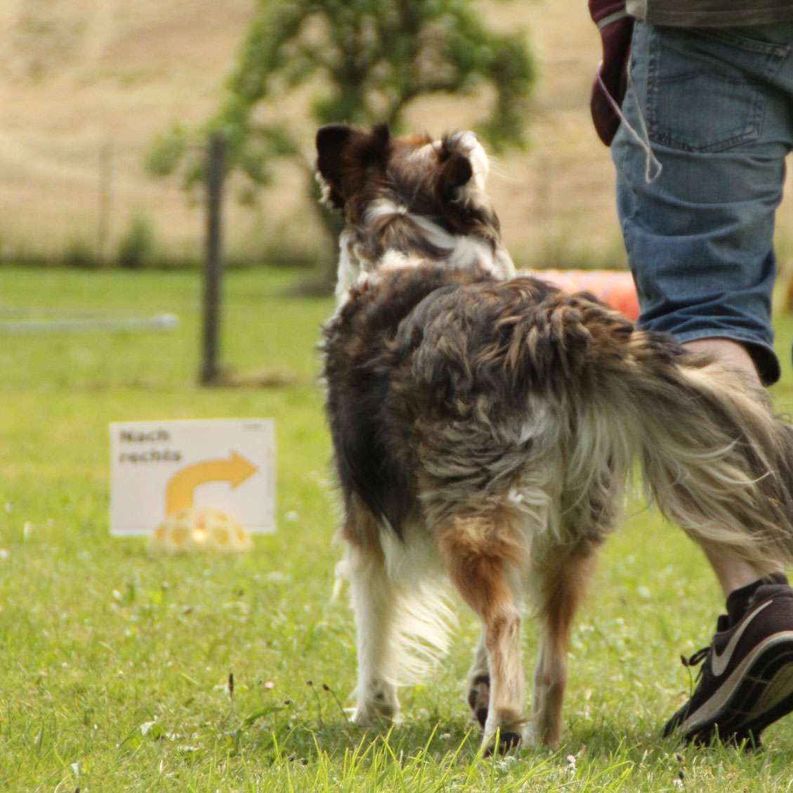 Rally Obedience