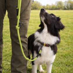 Intensivkurs Leine & Kommunikation