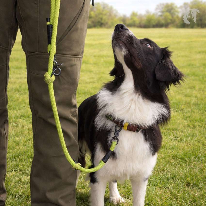 Intensivkurs Leine & Kommunikation