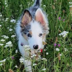 Welpenschule [bei] Steyr