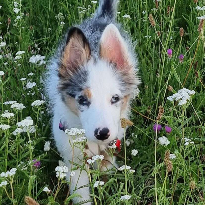 Welpenschule [bei] Steyr